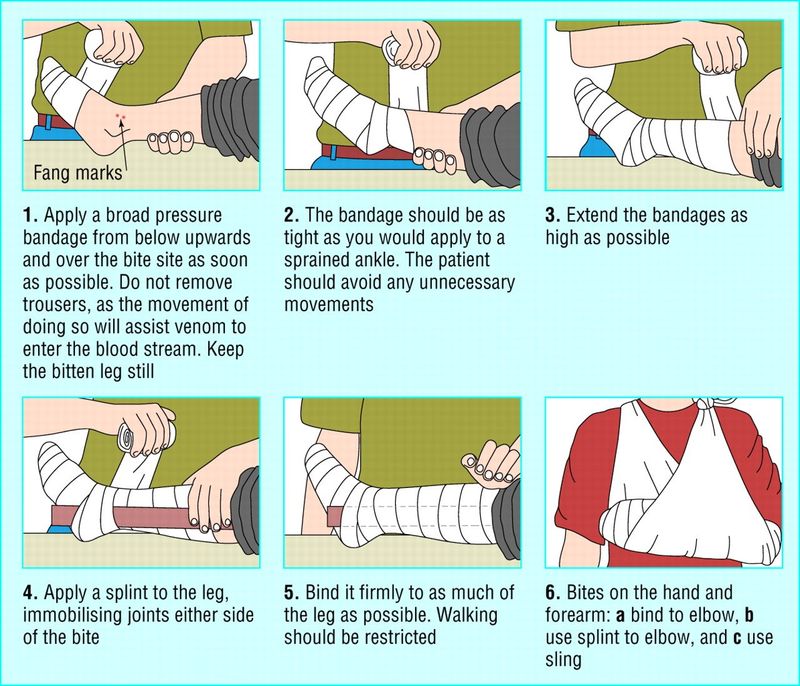 Learn Basic First Aid