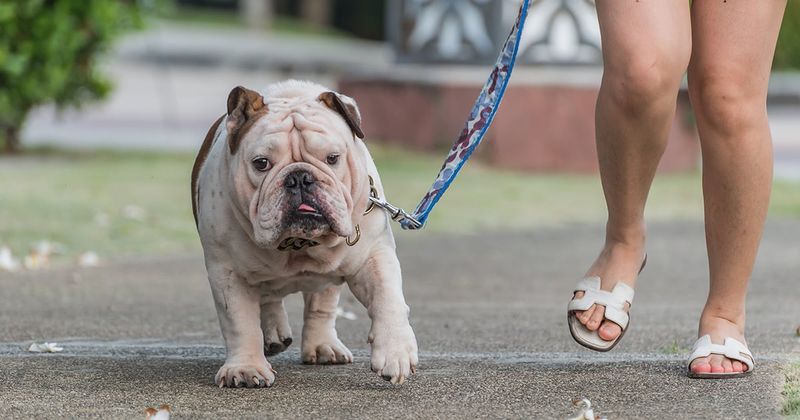 Leash Walking