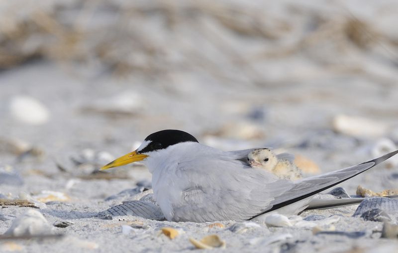 Least Tern