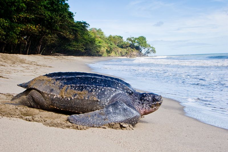Leatherback Sea Turtle