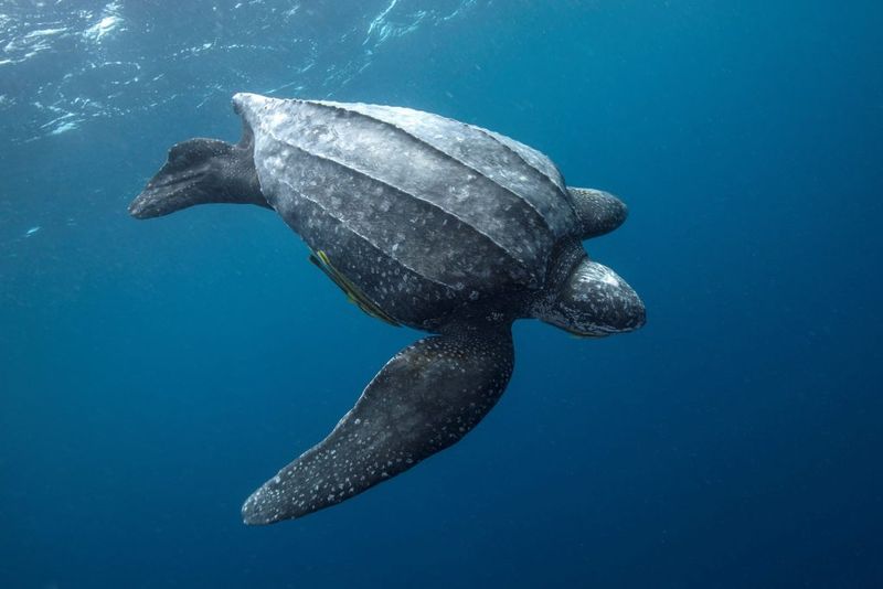Leatherback Sea Turtle