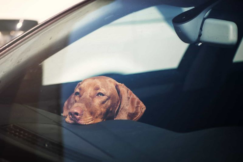 Leaving Dogs in Hot Cars