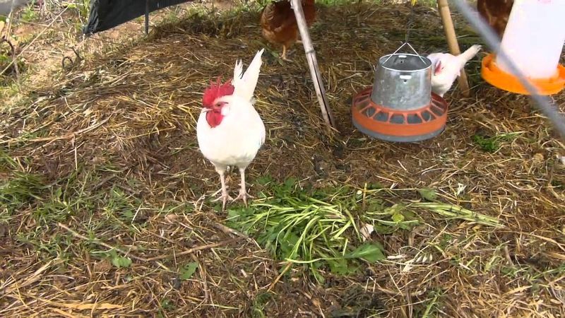 Leghorn