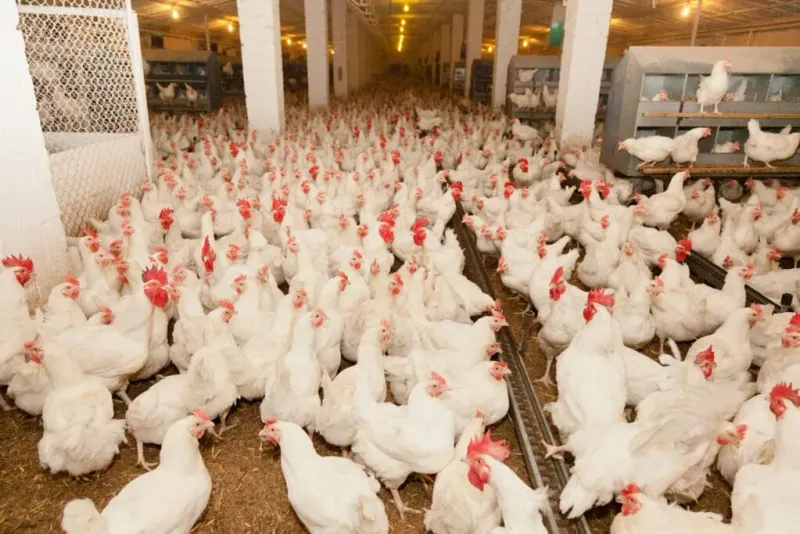 Leghorn