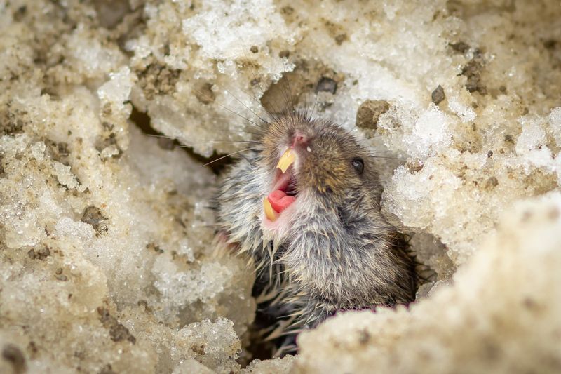 Lemming