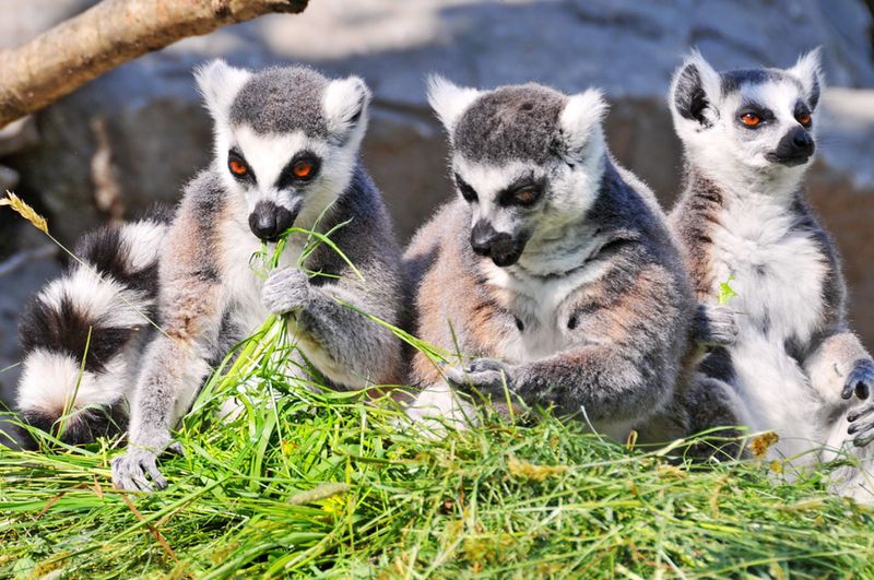 Lemur
