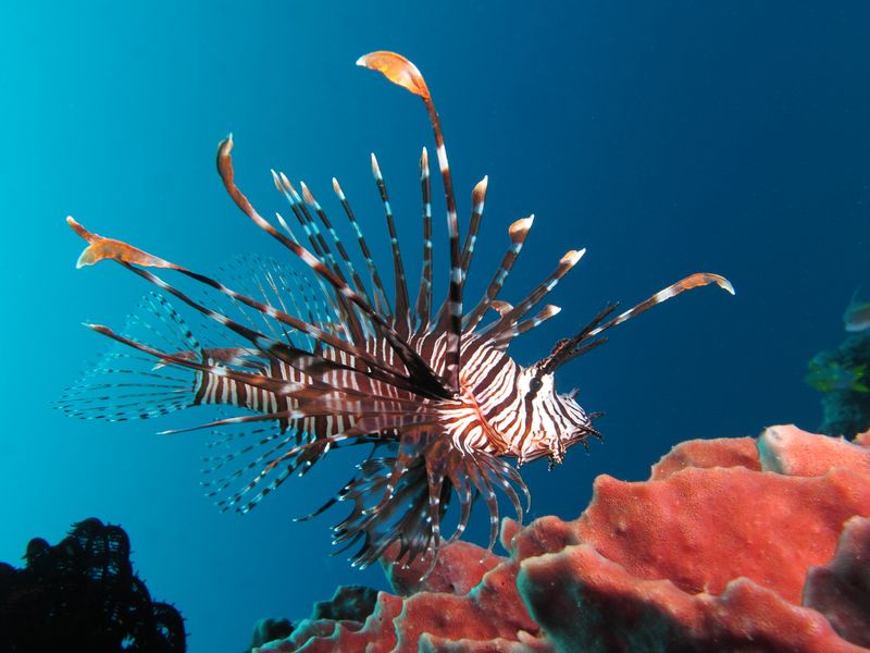 Leo - Lionfish