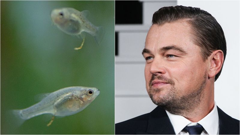 Leonardo DiCaprio