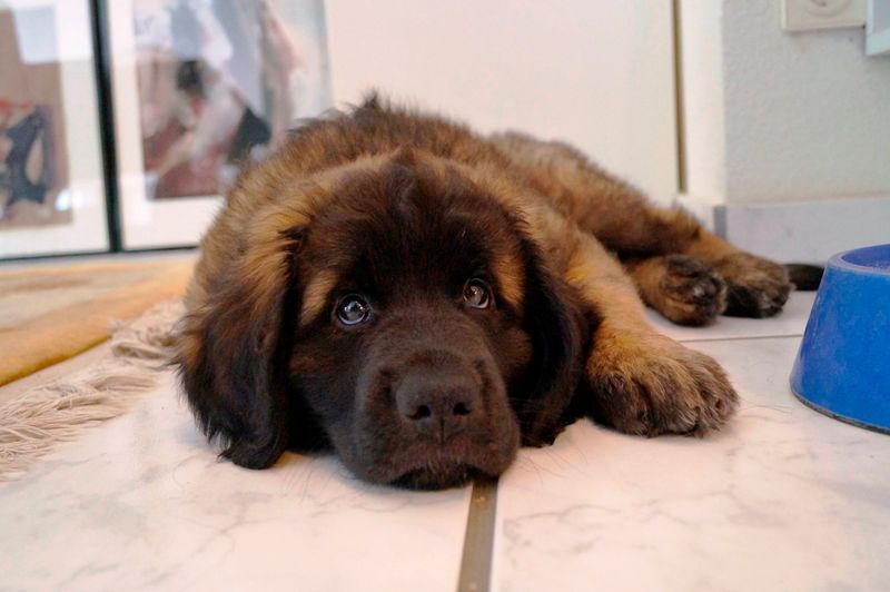 Leonberger
