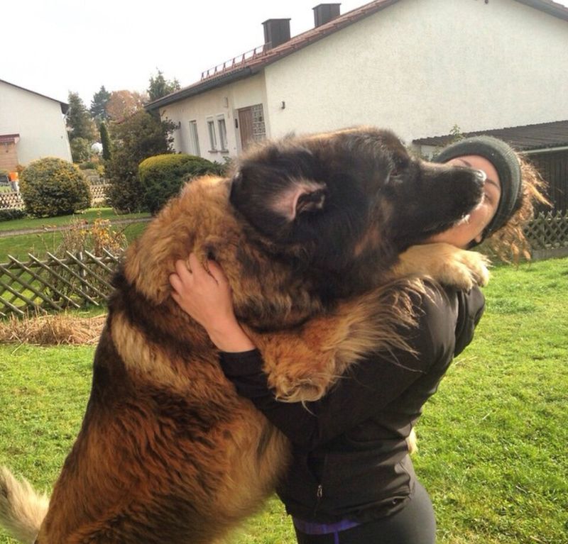 Leonberger