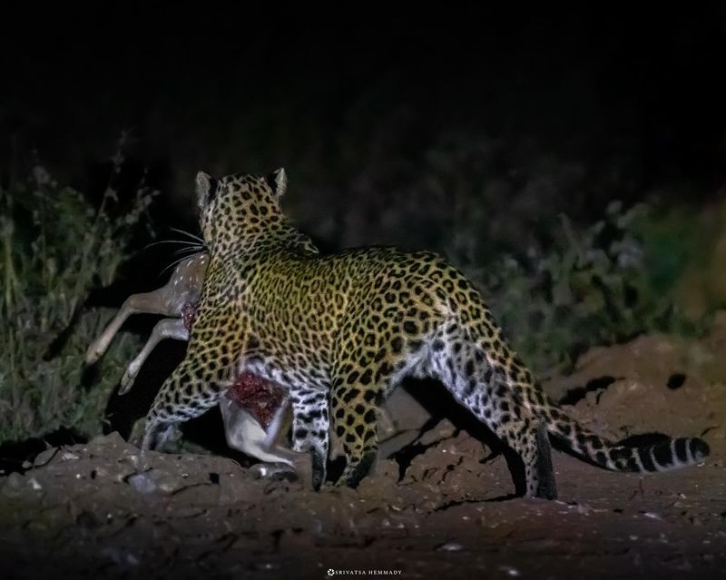 Leopard