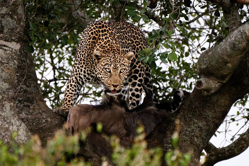 Leopard