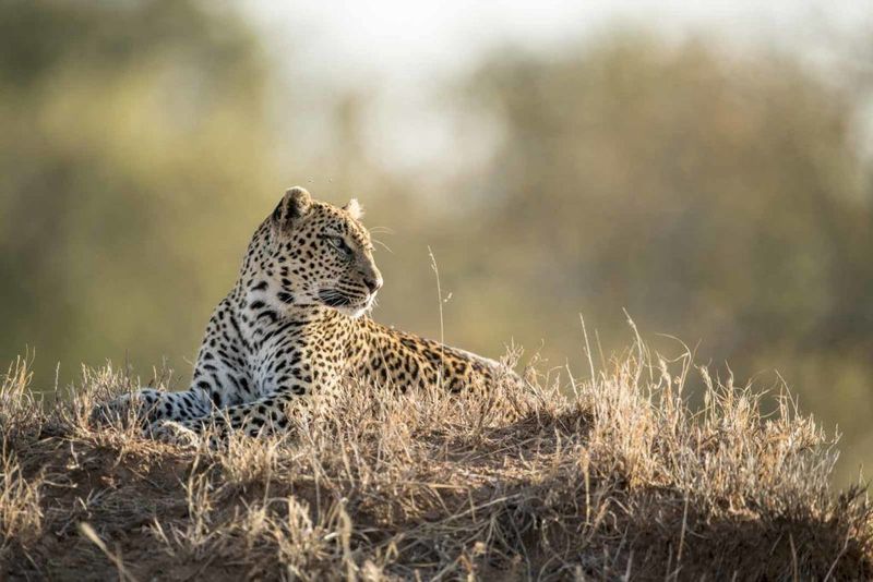 Leopard