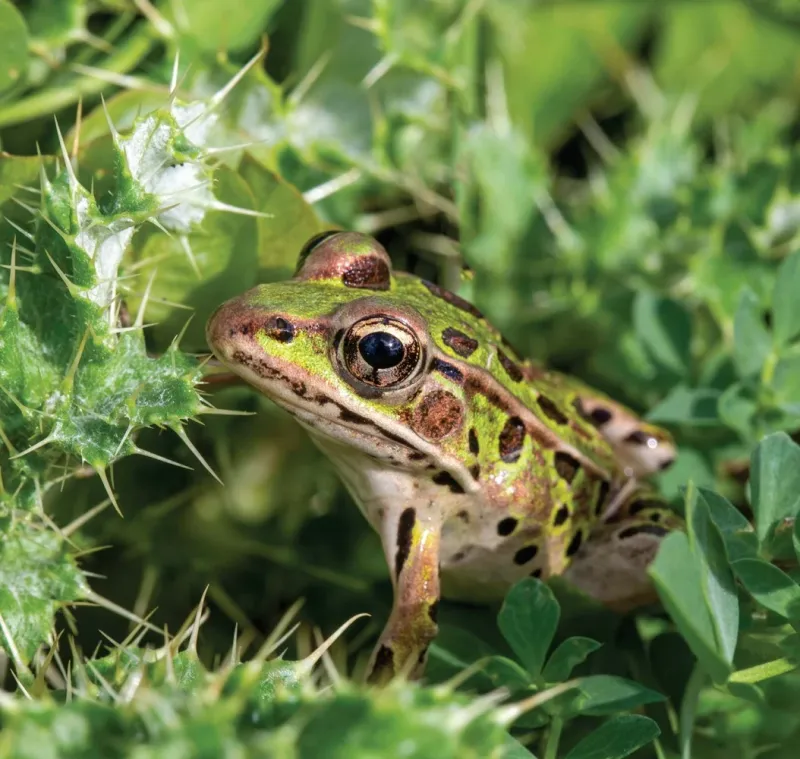 Leopard Frog