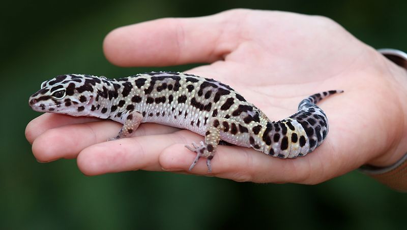 Leopard Gecko