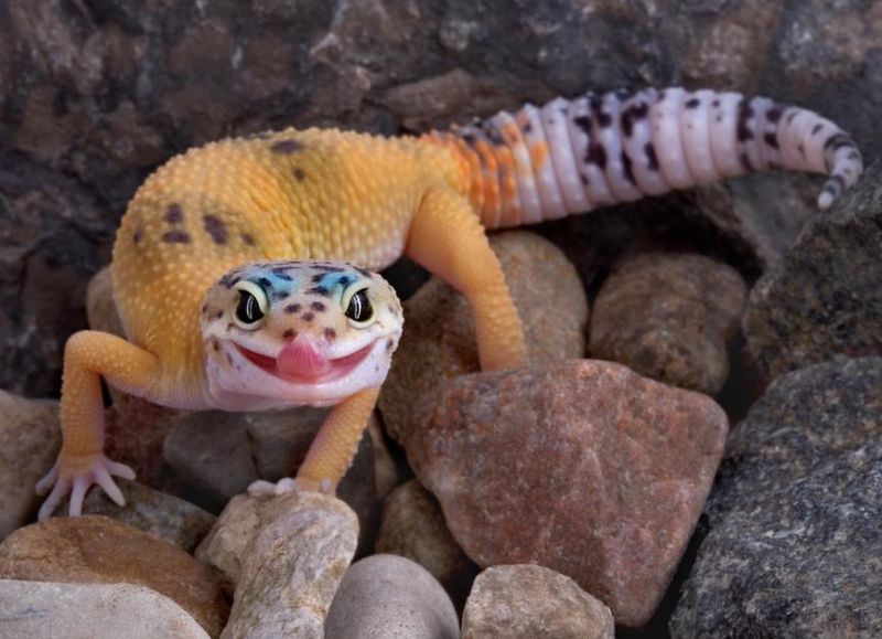 Leopard Gecko
