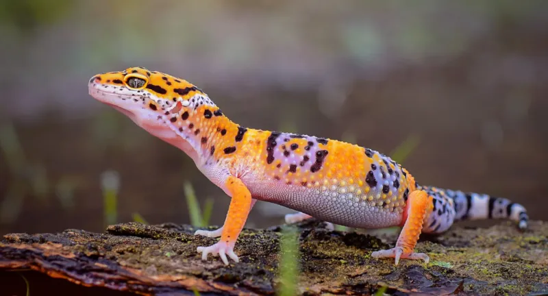 Leopard Geckos: Easygoing Reptiles
