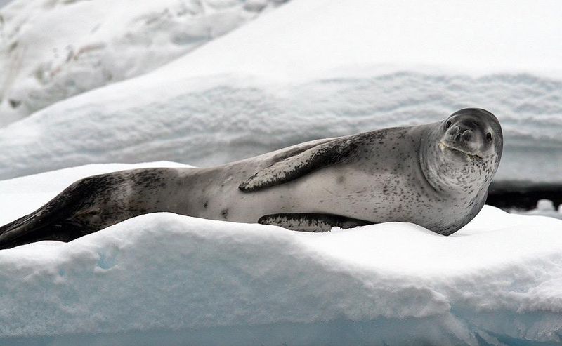 Leopard Seal