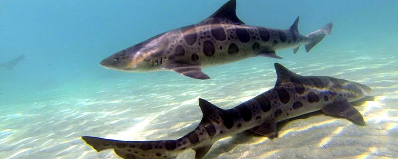Leopard Shark