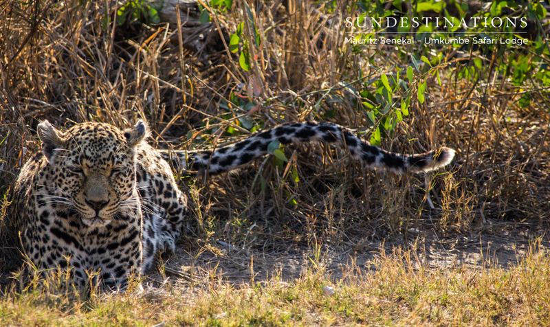 Leopard
