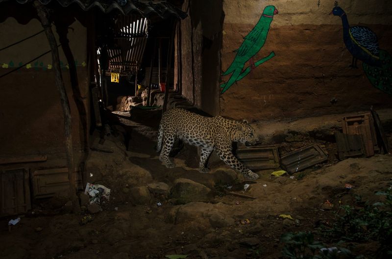 Leopards in Mumbai