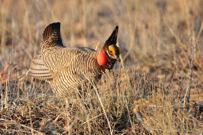 Lesser Prairie-Chicken