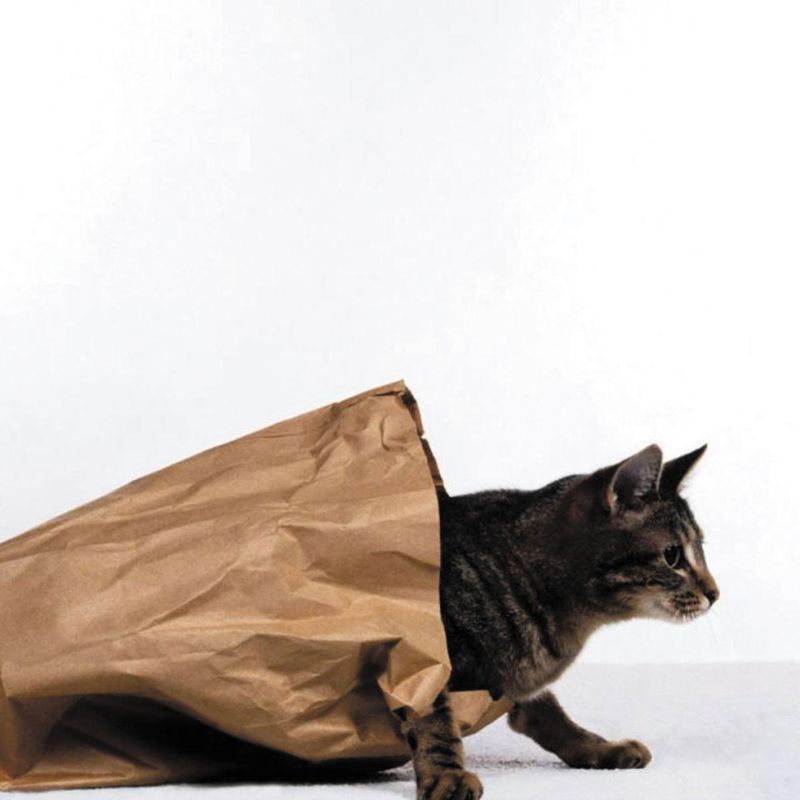 Let the Cat Out of the Bag