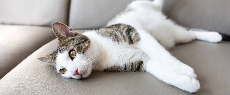 Lethargy or Decreased Activity