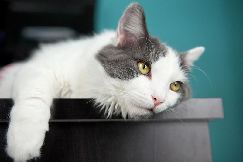 Lethargy or Lack of Play