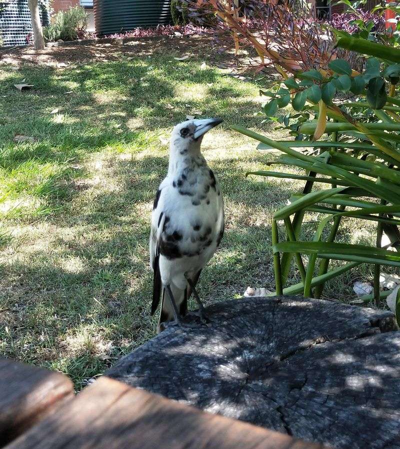 Leucistic Magpie