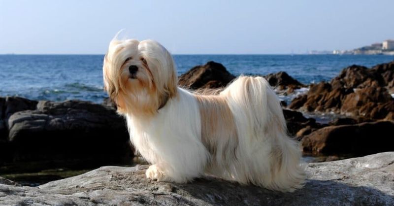 Lhasa Apso