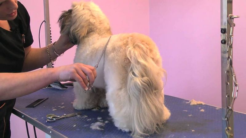 Lhasa Apso