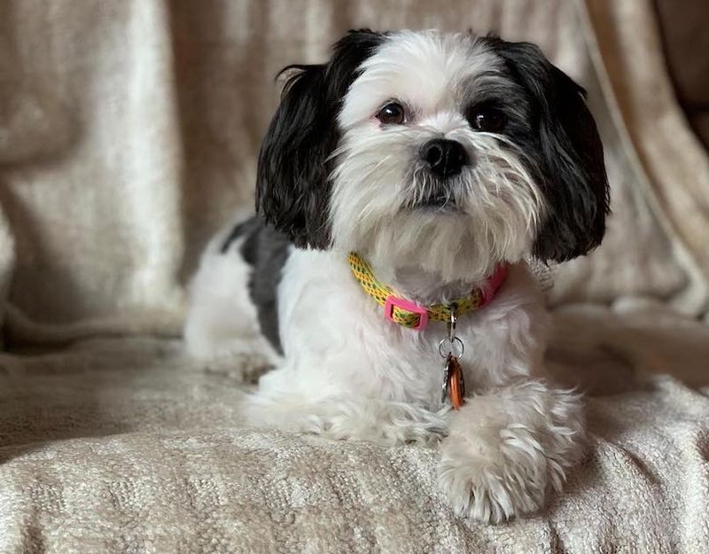 Lhasa Apso
