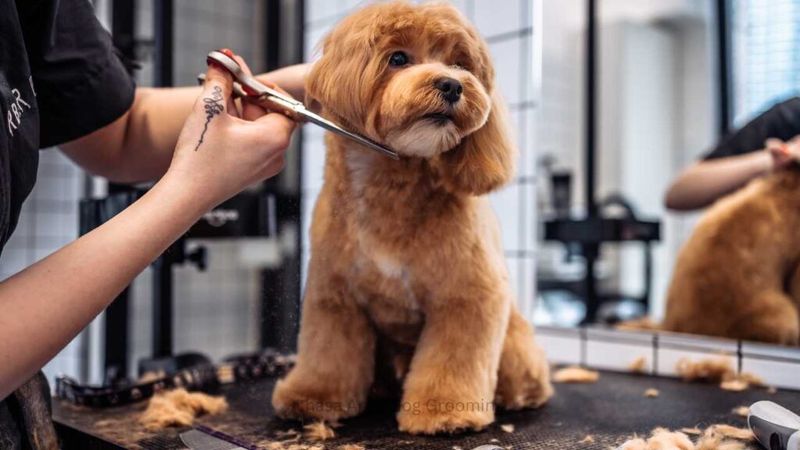 Lhasa Apso