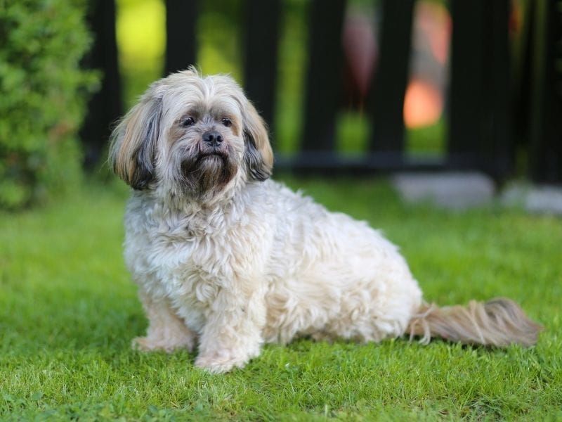 Lhasa Apso