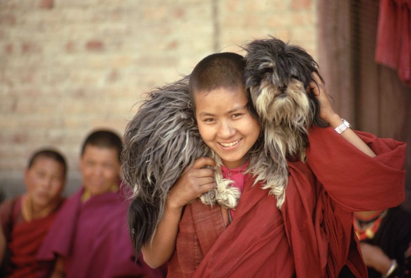 Lhasa Apso