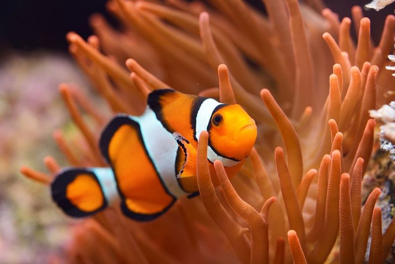 Libra - Clownfish