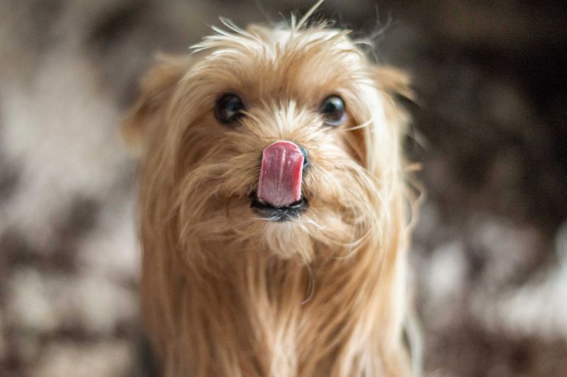Licking Lips