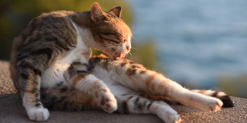 Licking Their Fur