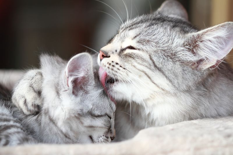 Licking and Grooming