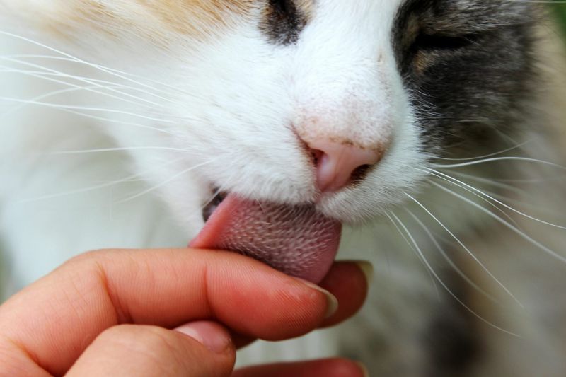 Licking
