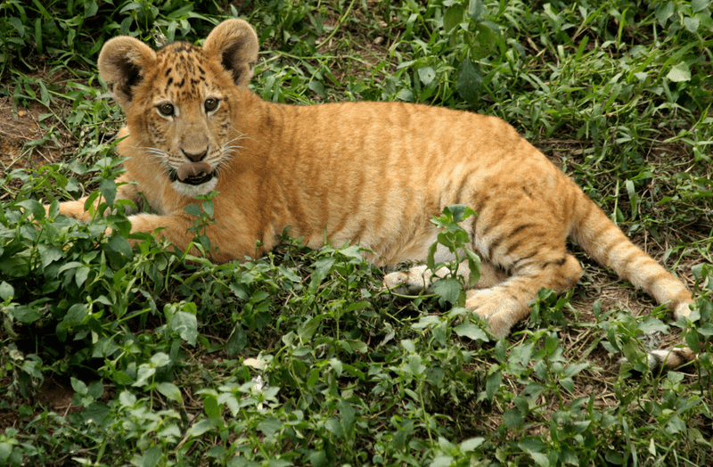 Liger