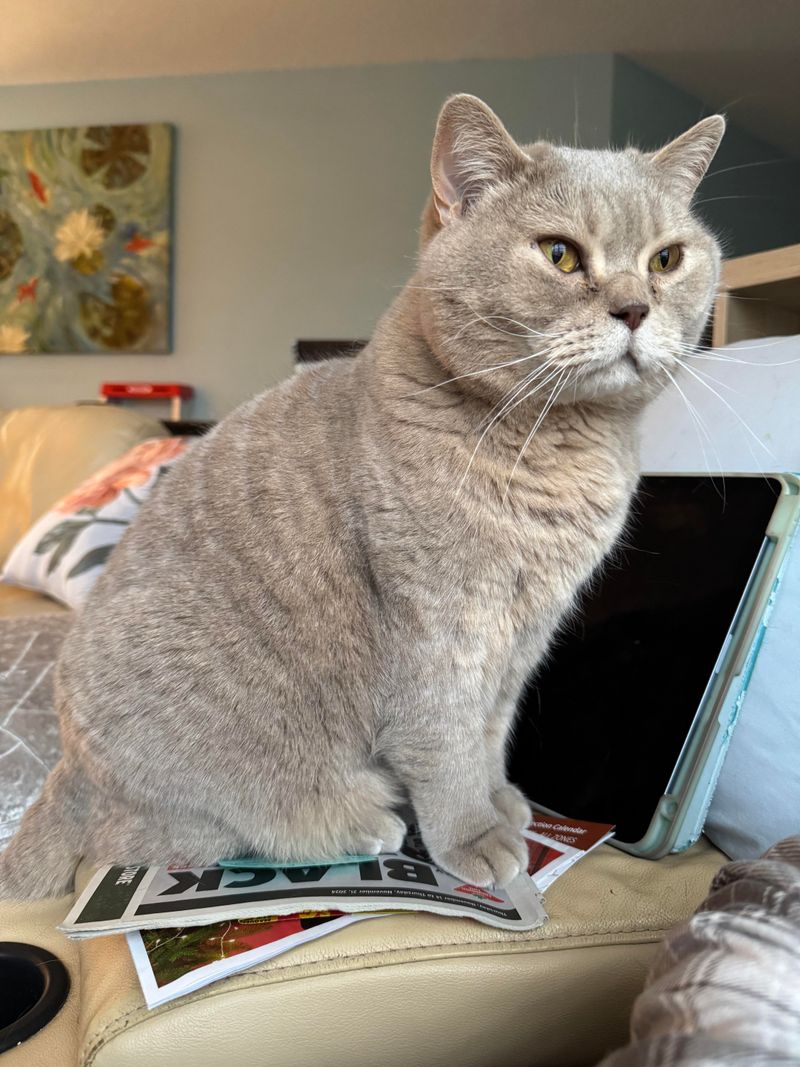 Lilac Tabby