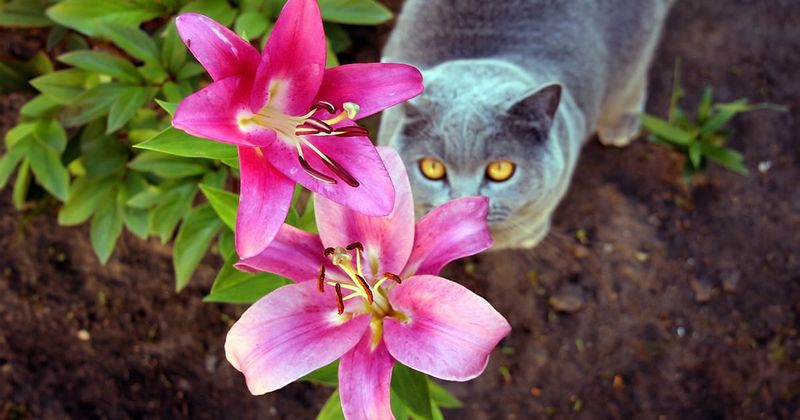 Lily