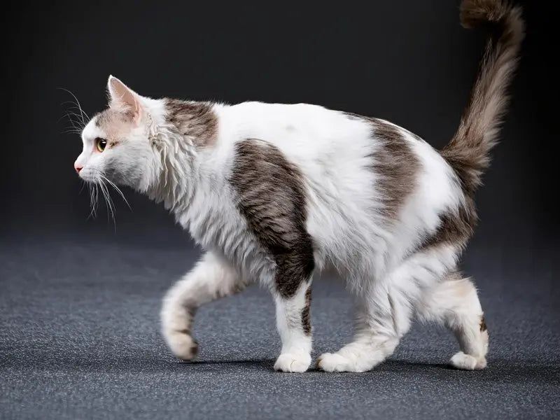 Limping or Difficulty Walking