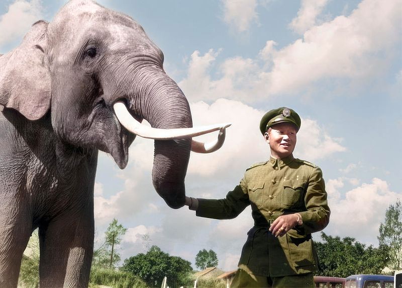 Lin Wang the Elephant