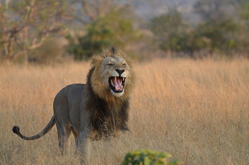 Lion