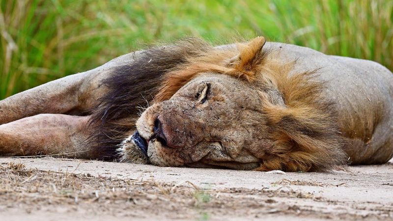 Lion