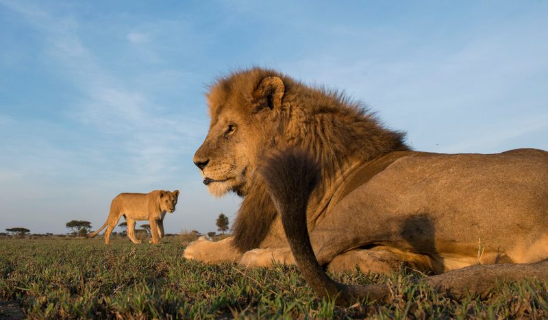 Lion