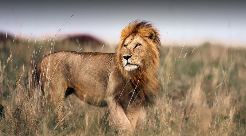 Lion